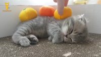 گربه های بامزه おかしい猫 - かわいい猫 - おもしろ猫動画