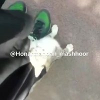 گربه بازی بهنوش طباطبایی