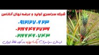 نهال آناناس  09197722560 – خرید نهال آناناس – فروش نهال اناناس – قیمت نهال اناناس