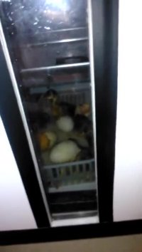 هچ غاز - جوجه کشی از غاز در دستگاه جوجه کشی