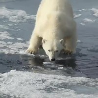 حرکت هوشمندانه خرس قطبی بر روی یخ های رودخانه