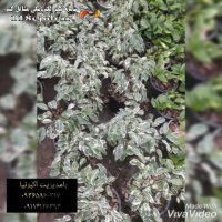 مجموعه تولید گل و گیاه آپارتمانی و بیرونی مروارید تنکابن