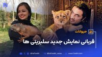 حیوانات قربانی نمایش جدید سلبریتی ها