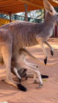 کلیپ خنده دار کوتاه بچه کانگوروی بد شانس