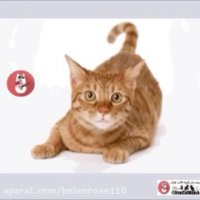 گربه های بی پناه