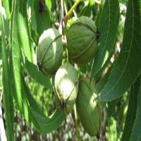 درخت گردو پکان شناسنامه دار  09123205271