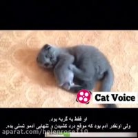 او فقط یه گربه بود. ولى اونقد آدم بود كه موقع درد كشید