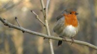 Robin Bird Singing A Gentle Song at The Stream - Great Britain's National Bird