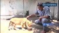 تکثیر شیر  صادرات ببر ایتالیایی و پرورش 20 گونه جانوری زیبا در بابلسر