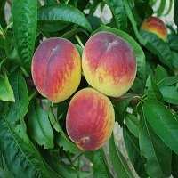 هلو پایه GN 09123205271