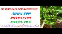 نهال موز  02166462302 – خرید نهال موز – فروش نهال موز – قیمت نهال موز