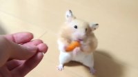 【ハムスター】いじわるなあげ方がおすすめ!その理由は?おもしろ可愛い癒しA hamster standing with two legs to eat is too cute!