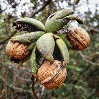 فروش نهال گردو خوشه ای 09121270623