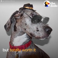 Popular Dog Has Busy Social Calendar | The Dodo