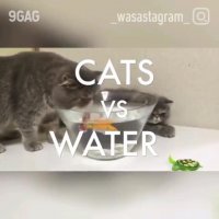 حرکات جالب گربه ها