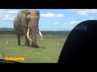 بزرگی یک فیل غولپیکر رو لمس کنید