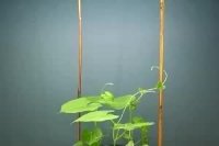 Twining motion of vines