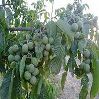 فروش نهال گردو پدرو دیرگل  09382837999