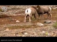 نبرد سخت قوچ های کوهستانی با یکدیگر