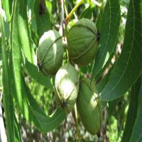 فروش نهال گردو پکان دیرگل  09382837999