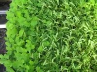 گیاهی که هنگام خطر برگهایش را جمع میکند