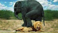 رئیس واقعی در قلمرو حیوانات! - فیل