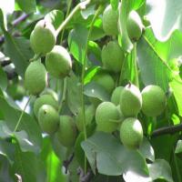 خرید نهال گردوی چندلر زودبازده 09121270623