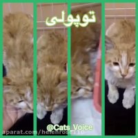 فیلم جدیدی از روند بهبود توپولی گربه مظلوم ورنج كشیده