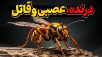 زنبورهای گاوی هیولاهای سرخ قاتل که به تمام دنیا سرک کشیده اند!