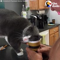 Cat Won't Let Dad Drink Coffee | The Dodo
