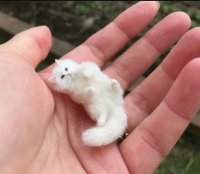 کلیپ بچه گربه های مامانی که قلبتون رو ذوب می کنند !