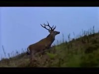 گاو وحشی در جنگل های ایران