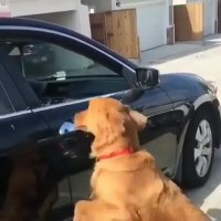 پرش جانانه به داخل ماشین