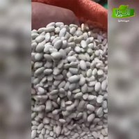 فروش لوبیا سفید صادراتی