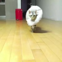 فشن شو گربه ای