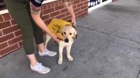 Guide Dog in Training Visits Pet Store: Smudge's Journey | The Dodo LIVE*