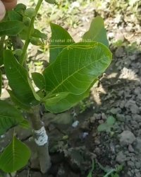 خرید و فروش نهال گردو پیوندی 09141811520