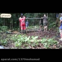 چگونگی عکس العمل جانوران مقابل آیینه