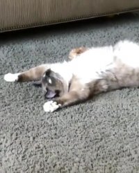 خسته اس می فهمی؟! خسته