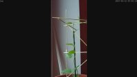 Timelapse of Kiwi Issai plant growing in one week.