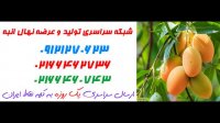 نهال انبه  02166462302 – خرید نهال انبه – فروش نهال انبه – قیمت نهال انبه