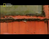 مستند پل گلدن گیت