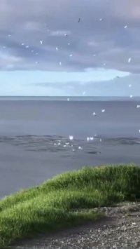 مرغ های ماهی خوار در حال شیرجه زدن برای سید شاه ماهی در خلیج ترینیتی  نیوفاندلند.⁣