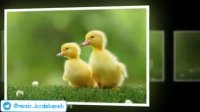 کلیپ  شاد کودکانه ترانه جوجه اردک