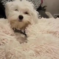 نگاه بامزه سگ