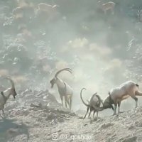 جنگ بزهای کوهی ارتفاعات زاگرس