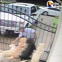 Mailman CAUGHT LOVING DOGS | The Dodo