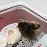 دستگاه جوجه کشی