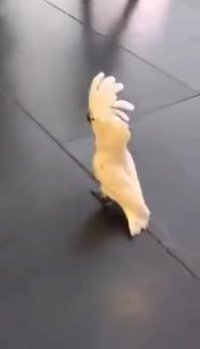 تاثیر زندگی در کنار سگ ها