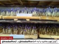 کلاس های موزشی حضوری کشت زعفران گلخانه ای و گوجه گلخانه ای